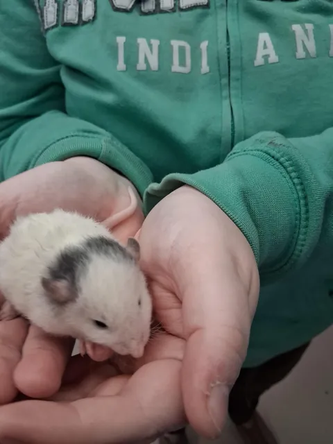 Is my new baby, Coconut 🥥 a curly hair rat?