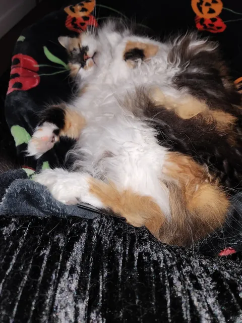 This is Alice, part ragdoll, and sickeningly adorable