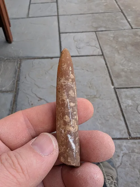 Digging out a pond and found a Belemnite fossil. Apparently it's between 200-60 million years old