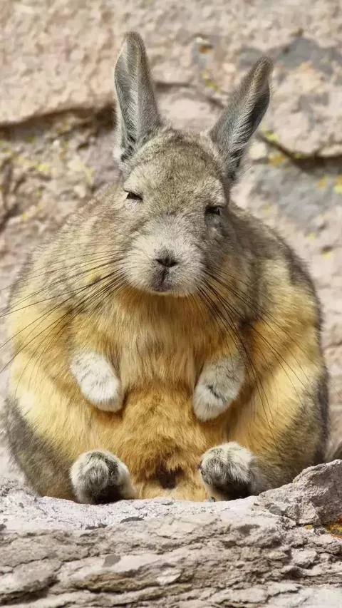 The real big chungus