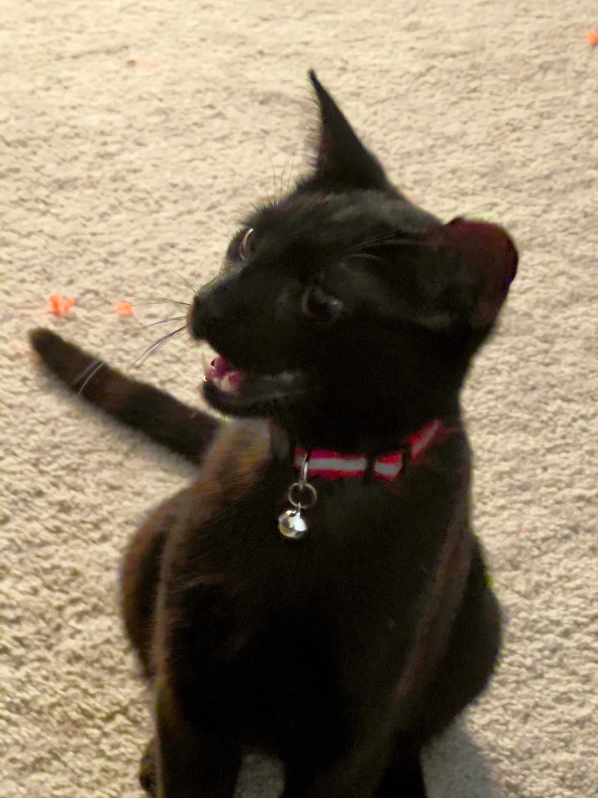 Sauron is now 1 year old!