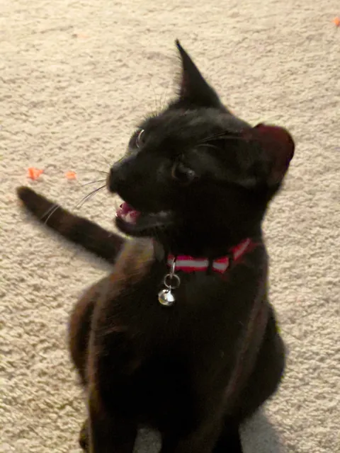 Sauron is now 1 year old!