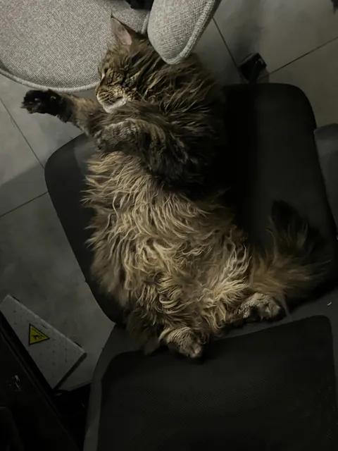 Lost my childhood beautiful boy and I couldn't even say goodbye because I'm at a college far away from home