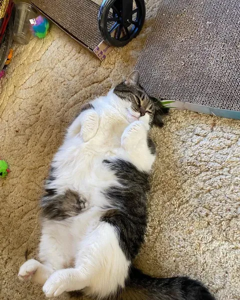 Adopted a fat indoor cat. Need weight loss advice.