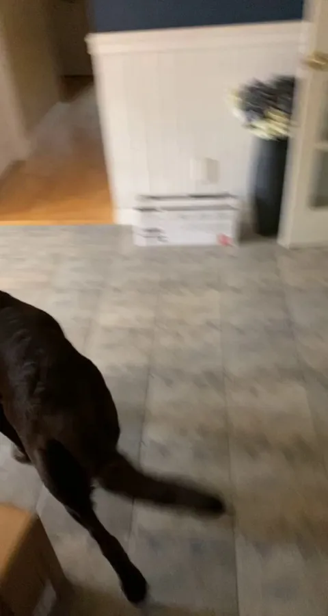 Every morning my neighbors dog runs over and waits at my front door for my dogs to come play🥺