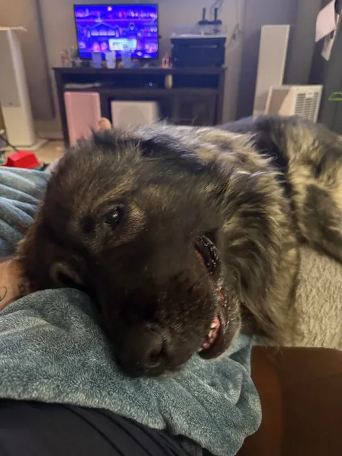 Most dangerous breed on the planet. Nobody tell him.