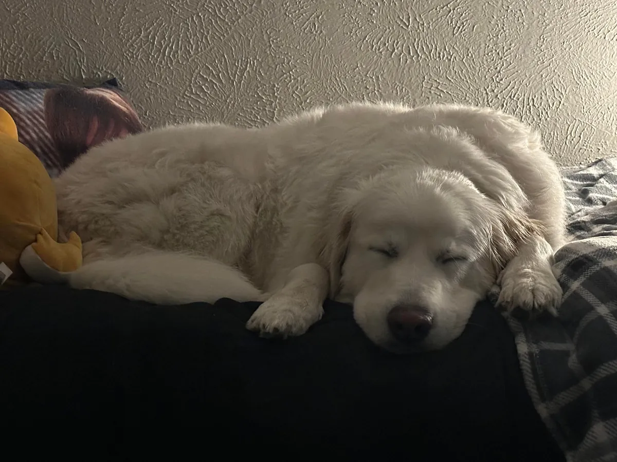 One year ago today, I adopted my sweet boy Mr. Mister!!