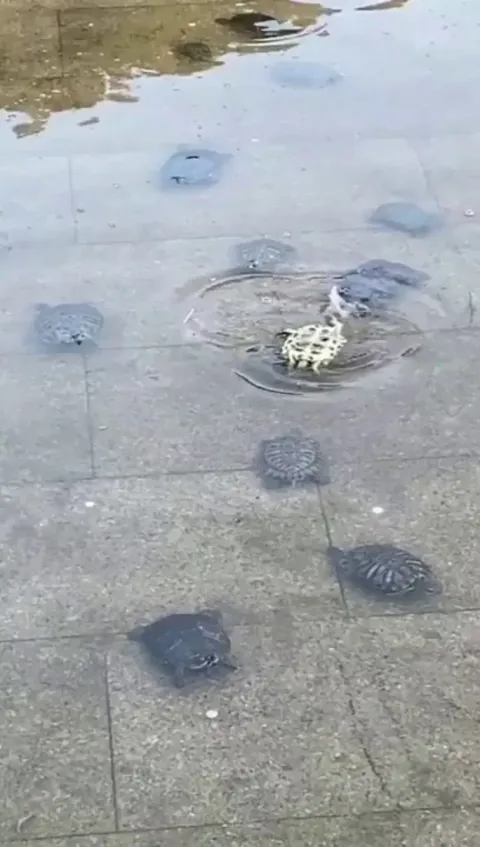 Turtles helping each other in times of need