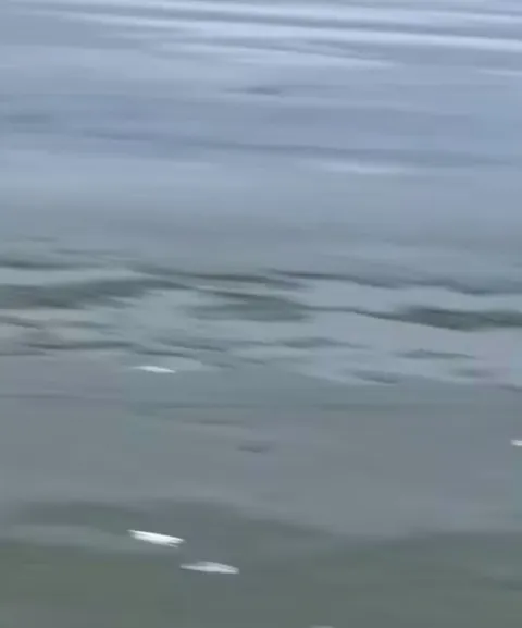 🔥 Frozen Greetings: An Otter Breaks the Ice with a Friendly Hello