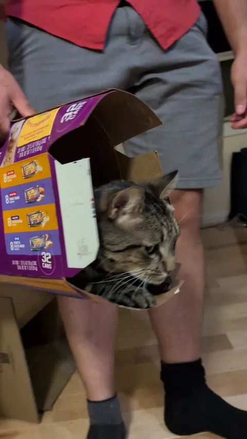 Cat rollercoaster technician