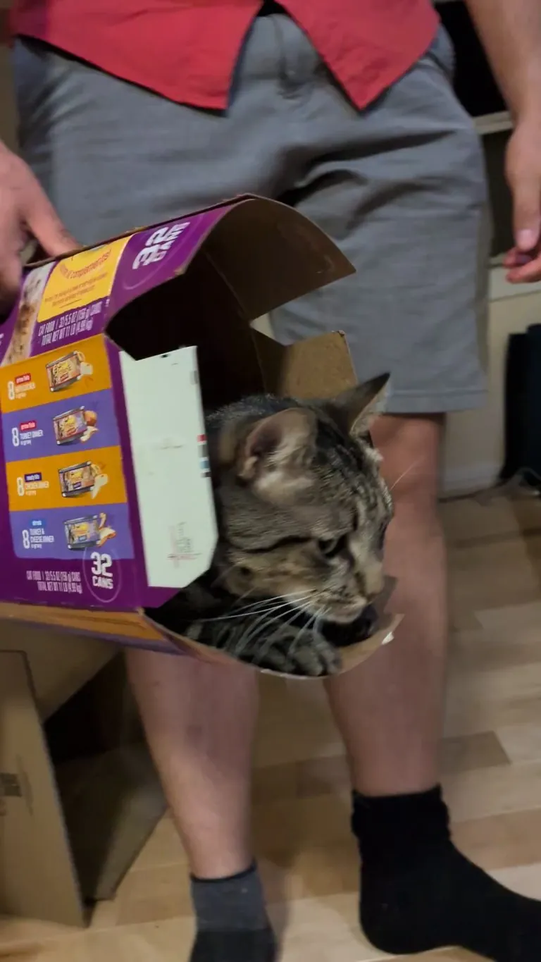 Cat rollercoaster technician