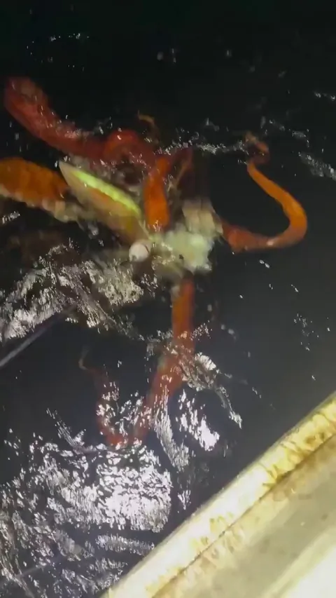 Giant squid recorded feeding on a diamondback squid near the surface