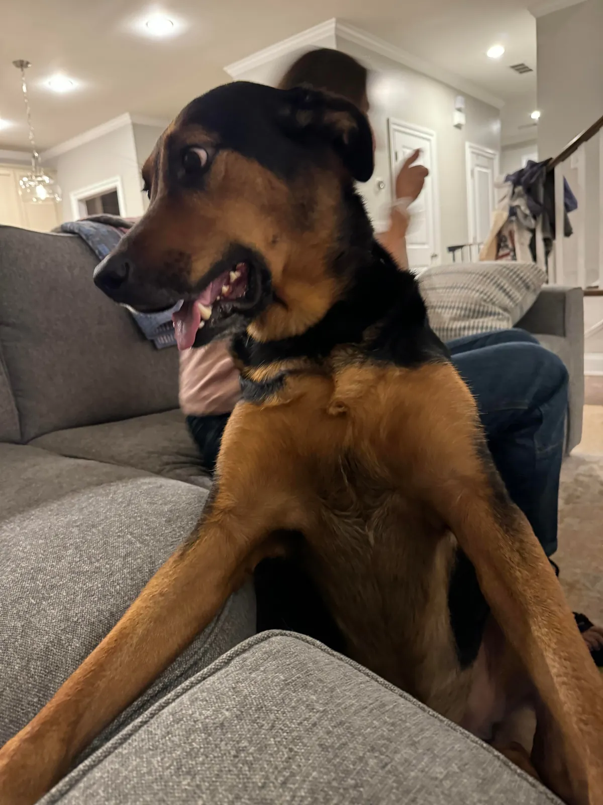 It’s Gary! My goofy, handsome, spoiled boy