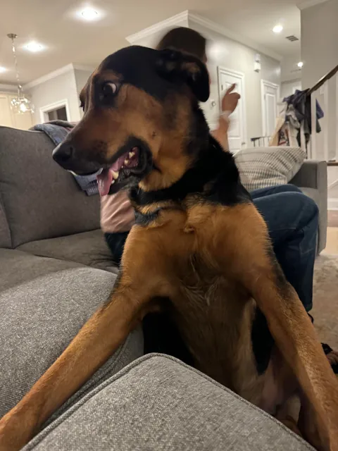 It’s Gary! My goofy, handsome, spoiled boy