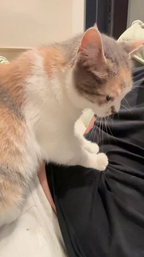 More of a dog person. Can someone explain why my familiy’s cat is doing this