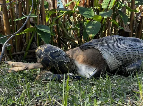 Burmese python (15’ 115 lbs) swallowing white tailed deer (77 lbs) in southwest Florida 