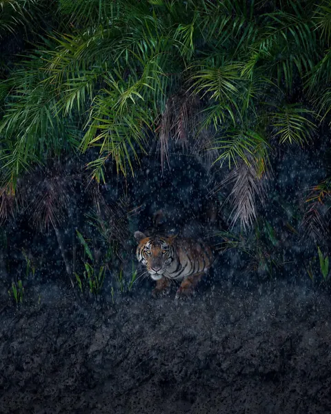🔥Royal Bengal Tiger in Rain. Sundarbans, Bangladesh.