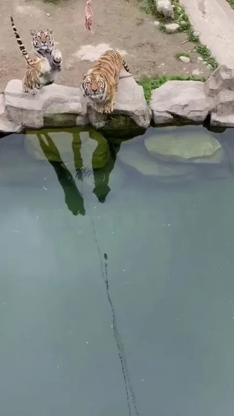 Tiger fishing