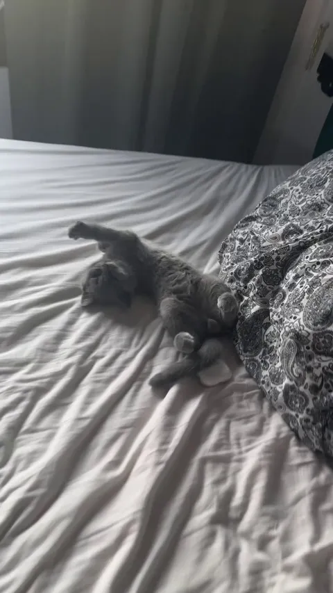 I think he won’t get out of bed today