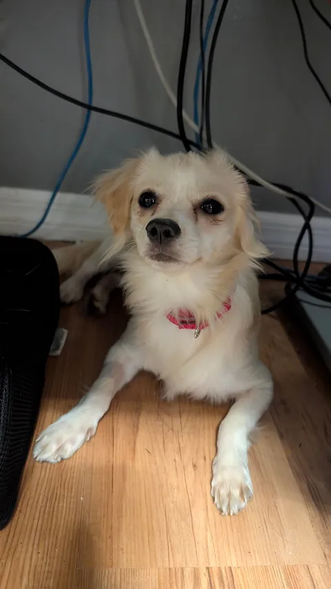 Meet my new fren Maui. His howls sound like a whistle, but it's a mighty howl. He doesn't quite trust me yet.