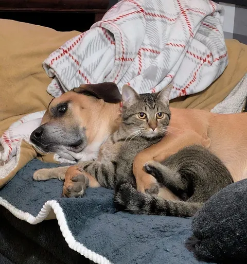 We got a new kitten this year and by we, I mean the dog (not staged)