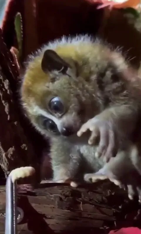 🔥Pygmy Slow Lorises - while cute, these creatures are the world's only venomous primates. Their venom is strong enough to rot flesh and kill small mammals, and has even been fatal to humans.