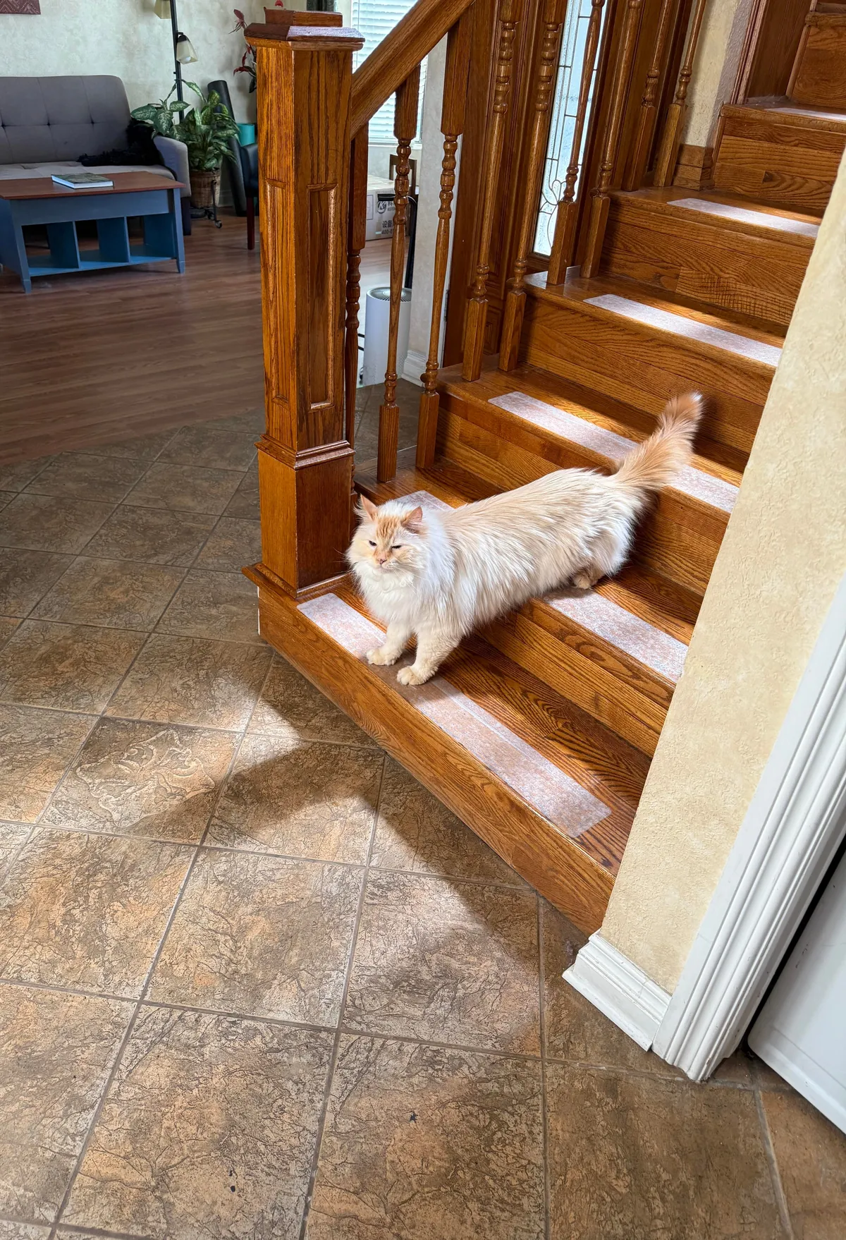 My boy cat is really long (38" from head to tail tip, to be precise. Banana for scale.)