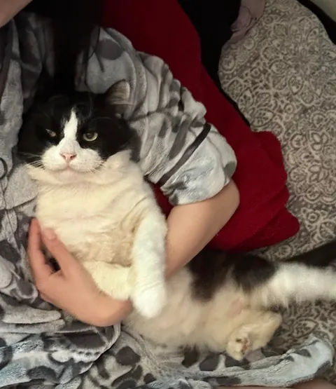 I was followed by a stray cat for 2.5 years, even through a move