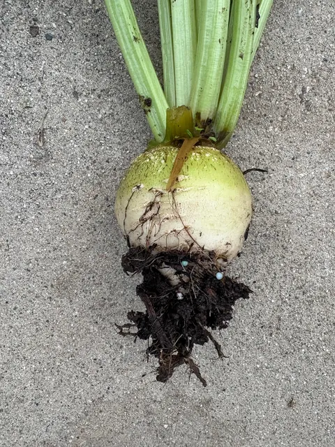 I planted beets but this grew along with all my beets. What plant is this?