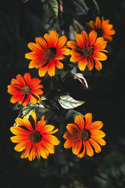 ITAP of flowers in my garden
