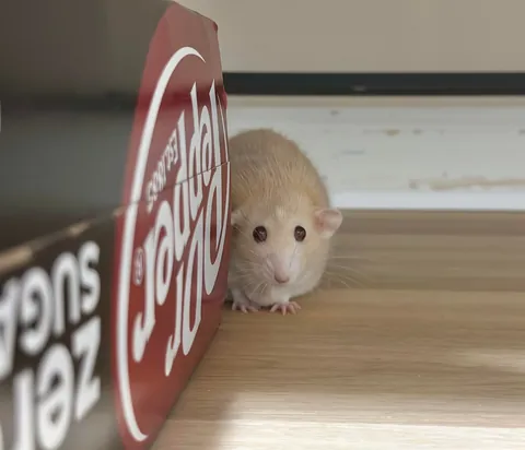 Naga is living his best life