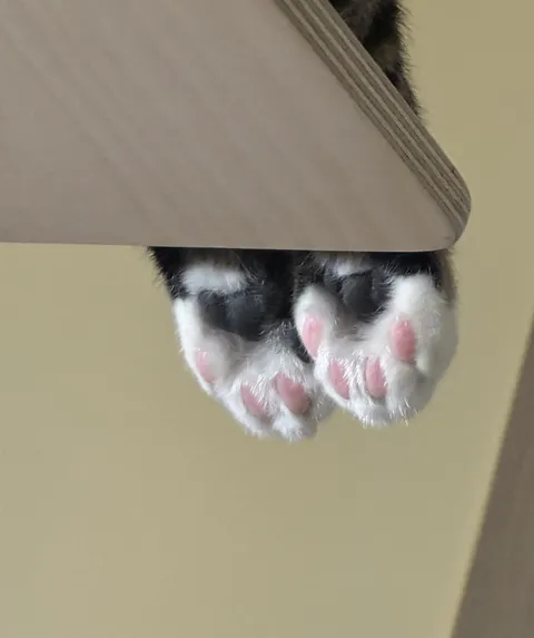 my cat’s paw