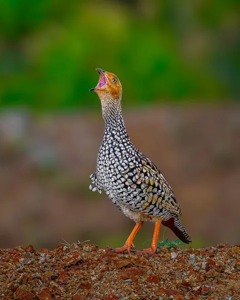 wildlife photography from the Indian wilderness