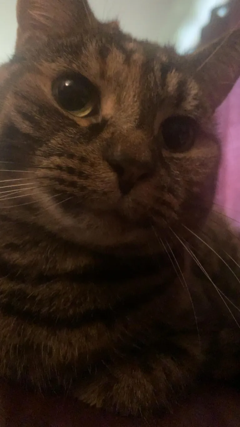 feeling a bit down today, can you show me pictures of your cats? 😿