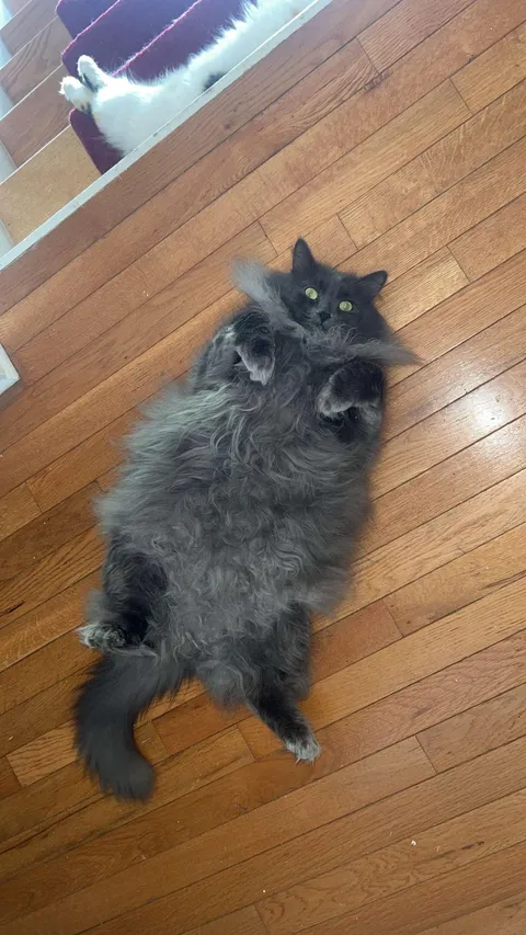 Dude loves a belly rub