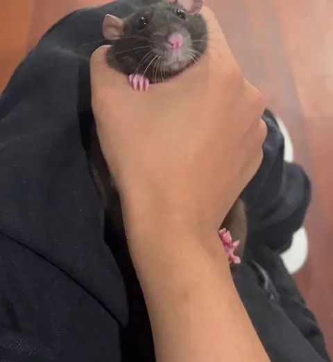 The most innocent look