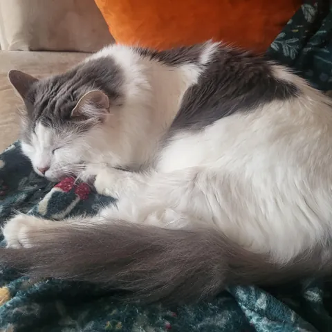 Today, for the first time, my cat—whom I adopted two years ago—climbed onto the couch and lay down next to me. It was such a small moment, but it meant the world to me 🩷