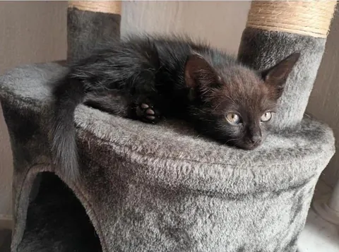 My cat Sauron when he was a smol void. Now he is 1 year old :)🖤