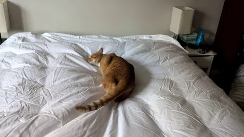 My fresh sheets apparently lacked orange kitty glitter 🧡