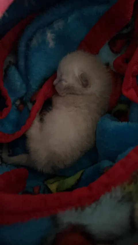 Last update on abandon kitten