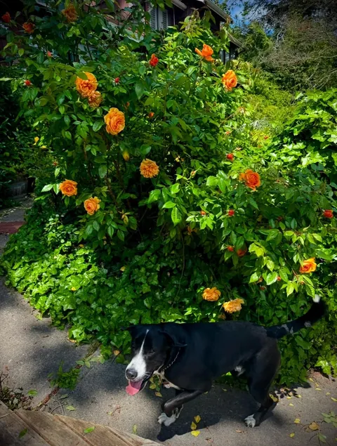 My parents’ gorgeous roses
