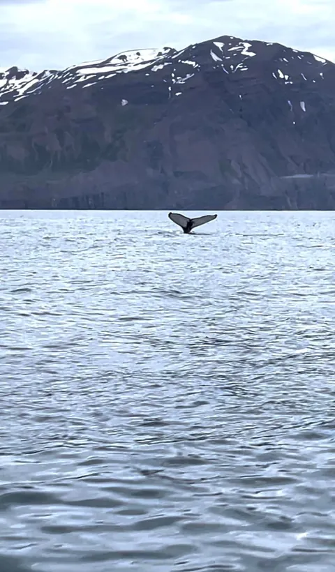 Whale Watching in the Midnight Sun in Húsavík, Iceland (June 2025)