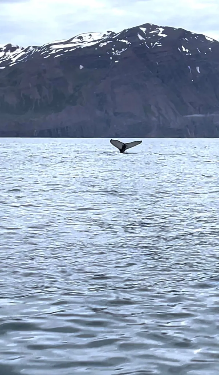 Whale Watching in the Midnight Sun in Húsavík, Iceland (June 2025)