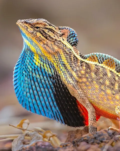 wildlife photography from the Indian wilderness