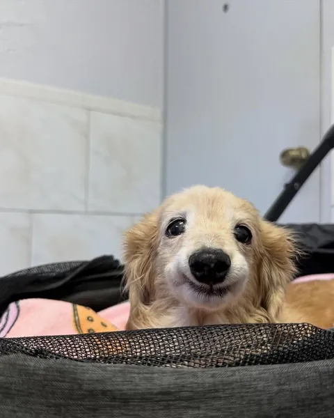 This dog has the most wholesome smile