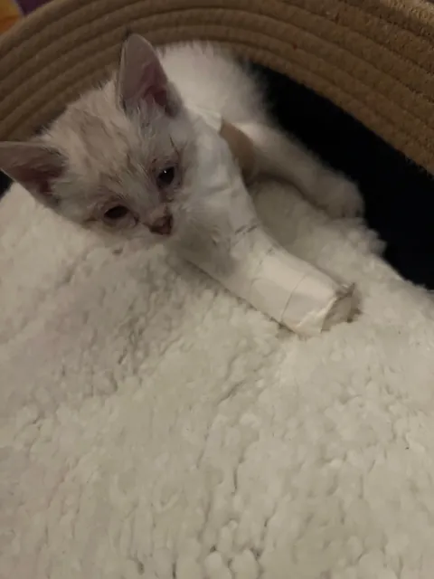 Update on the road warrior found yesterday