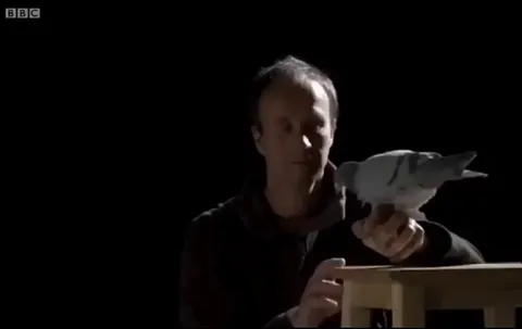 Owls make no sound when they fly