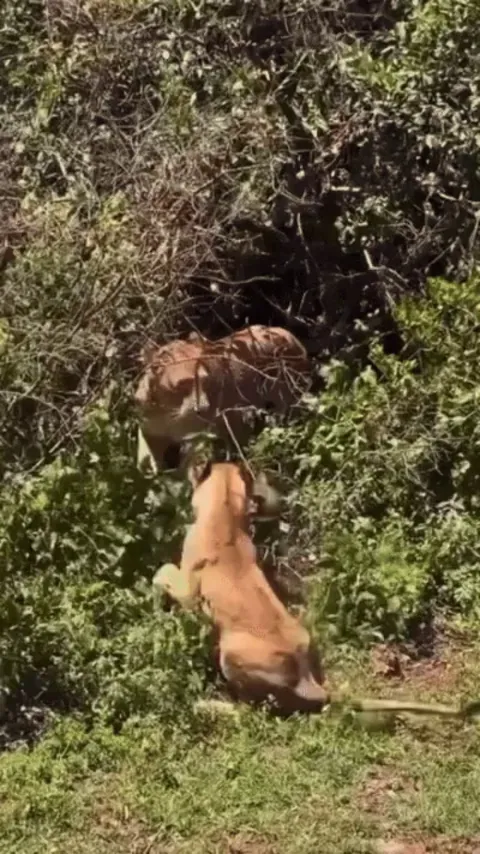 Lion cub hones its hunting skills on a baboon under the watchful eye of its mother