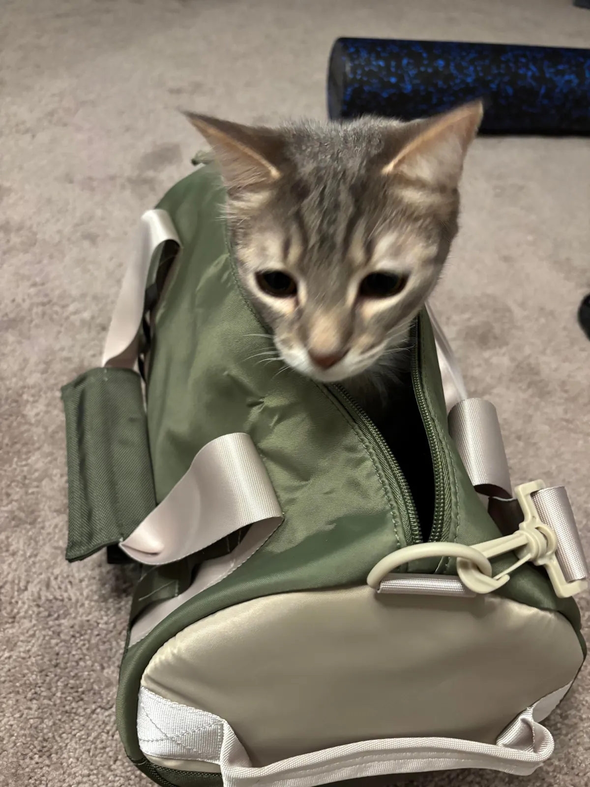 He bit my roommate so I’m posting his ugliest pics