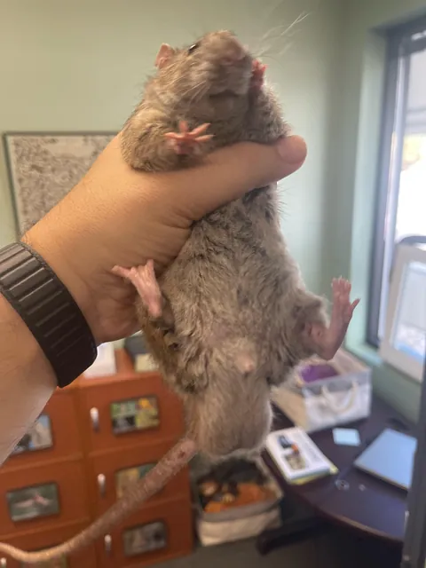 Final update:  Unsure if Fat or Pregnant